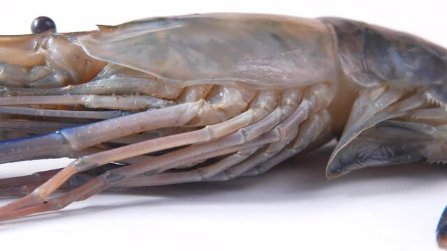 close up of king prawn on white background 