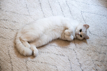 White cute hairy fluffy cat lying on the carpet, playful furry adorable pet