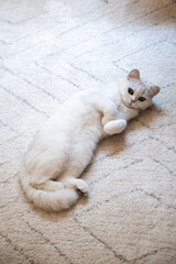 White cute hairy fluffy cat lying on the carpet, playful furry adorable pet