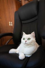 White cute hairy fluffy cat with green eyes lying on the black office hair, playful furry adorable pet