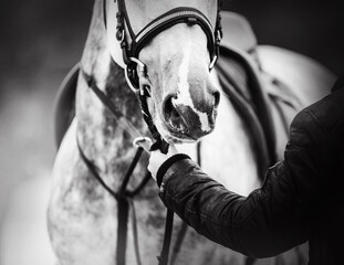 A black-and-white image of a dappled gray horse with a saddle on its back, which is held by a horse...