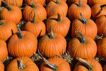 Orange pumpkins at pumpkin patch background.