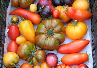 Heirloom tomatoes harvest.