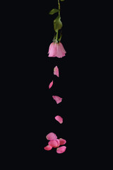 Pink rose on a black background. Rose petals fall. Autumn flower concept