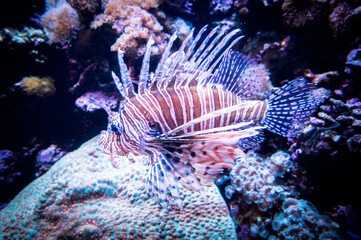 Oceanlife
