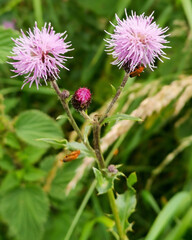 bee on a flower
