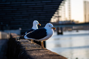 seagull on the pier