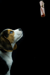 portrait of tricolor beagle puppy looking up at his food, slice of york ham hanging on a rope