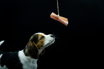 tricolor beagle looking at food a slice of ham hanging from a rope