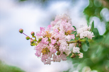 Summer lilac or Buddleia davidii or Butterfly-bush or Orange eye flowering plant with pure white small blooming flowers on pyramidal spike surrounded with long green leaves on dark to light green back
