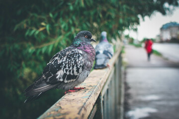 pigeon on the bridge