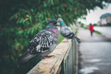 pigeon on the fence