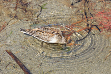 Red-necked stint is bathing in a place where fresh water is springing up on a sandy beach