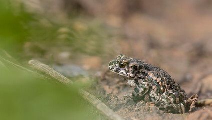 The European green toad (Bufotes viridis)