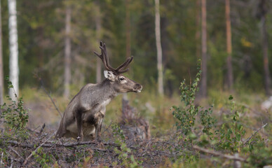 The reindeer (Rangifer tarandus), also known as caribou in North America