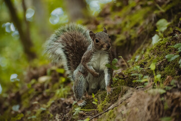 Naklejka na ściany i meble Grey Squirrel preparing for winter in the forest 