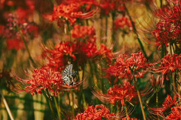 【秋】満開の赤色の彼岸花とアゲハチョウ

