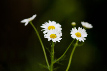 White daisies in black background