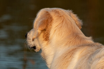 Obraz na płótnie Canvas dog in the sunset