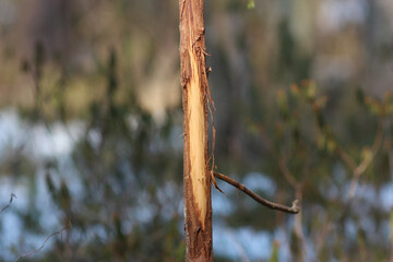 moose grazing marks on the tree. Moose scrape tree bark.