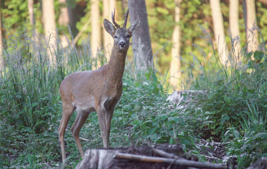 Naklejka na ściany i meble Roe deer, capreolus capreolus, standing in its natural habitat.