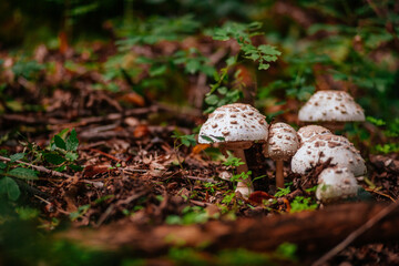 parasol mushroom in the autumn forest 