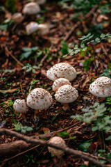 parasol mushroom in the autumn forest 