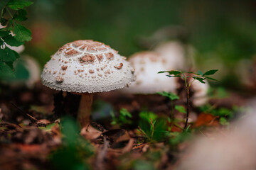 parasol mushroom in the autumn forest 