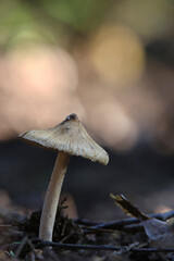 Beautiful closeup of forest mushrooms. Gathering mushrooms. Mushrooms photo, forest photo, forest background