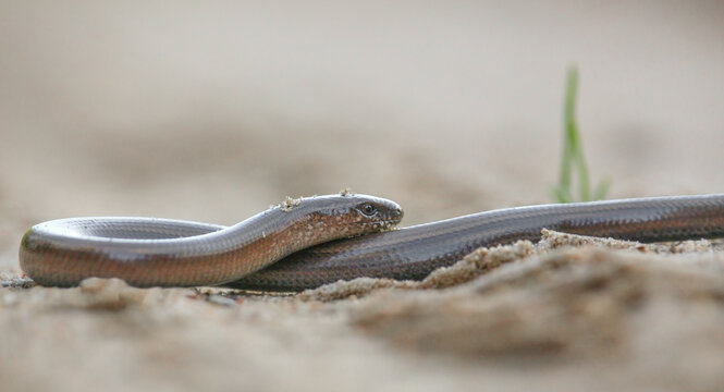 The slow worm (Anguis fragilis)