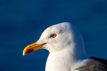 close up of a seagull