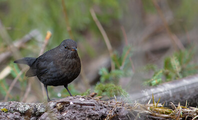The common blackbird (Turdus merula)