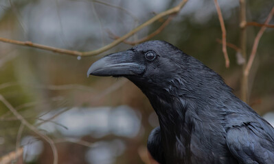 Raven portrait