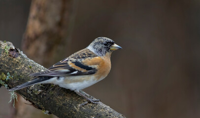 The brambling (Fringilla montifringilla). Small passerine bird