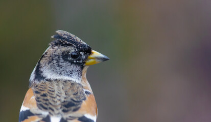 The brambling (Fringilla montifringilla). Small passerine bird