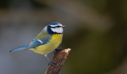 The Eurasian blue tit (Cyanistes caeruleus)