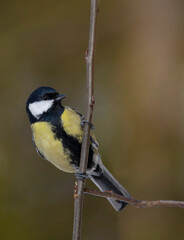 The great tit (Parus major)