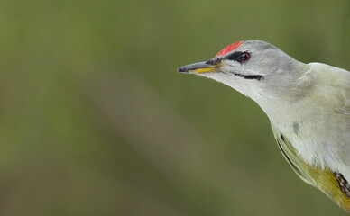 grey-headed woodpecker (Picus canus), also known as the grey-faced woodpecker