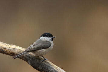 A marsh tit (Poecile palustris Parus palustris)