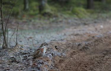 The hazel grouse (Tetrastes bonasia)