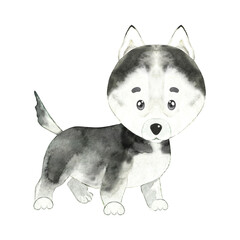 Watercolor husky dog