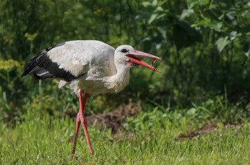 Birds - White Stork (Ciconia ciconia) in summer meadow with beautiful flowers, Lithuania - Europe