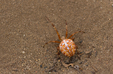 European garden spider (Araneus diadematus)