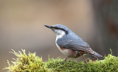 The Eurasian nuthatch or wood nuthatch (Sitta europaea)