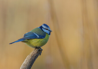 The Eurasian blue tit (Cyanistes caeruleus)
