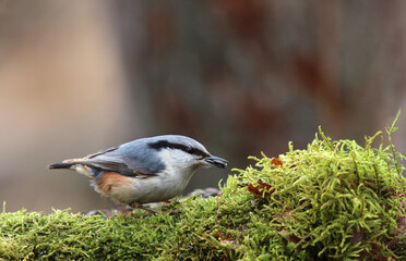 The Eurasian nuthatch or wood nuthatch (Sitta europaea)