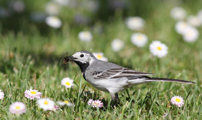 The white wagtail (Motacilla alba) 