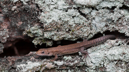The viviparous lizard, or common lizard, (Zootoca vivipara, formerly Lacerta vivipara)