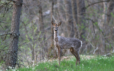 Roe deer, capreolus capreolus, standing in its natural habitat.
