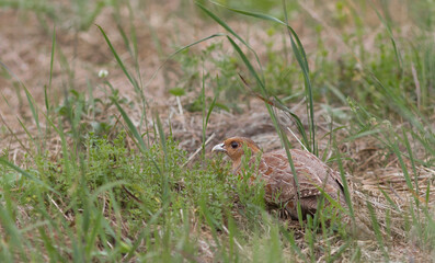 The grey partridge (Perdix perdix), also known as the English partridge, Hungarian partridge, or hun